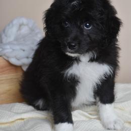 Luke - White and black male Bordoodle puppy in Tillamook, Oregon from Oregon Bordoodles