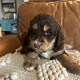 Milly - Tri-color female Bernedoodle puppy in Arabi, Georgia from Huckadoodle Farm