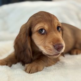 Drift - Chocolate and tan male Dachshund puppy in La Marque, Texas from For the Love of Doxens