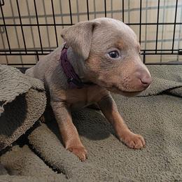 XFF1 9-26 - Purple - Fawn (isabella) and tan female Miniature Pinscher puppy in Middle Point, Ohio from Knisely's Min Pins-AKC