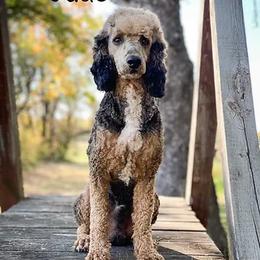 Jude - Poodle