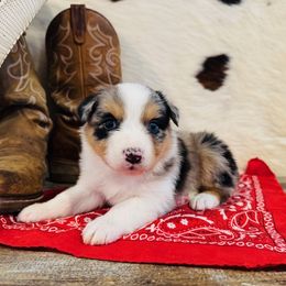 MERLYN - Blue merle female Australian Shepherd puppy in Durand, Wisconsin from Larson’s Legacy Aussome Aussie Kennels