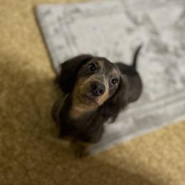 Lizzie - Dachshund