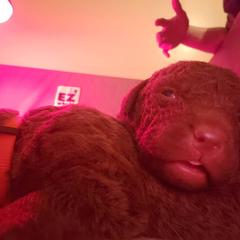 Chesapeake Bay Retriever Puppies from North Flow Chesapeakes