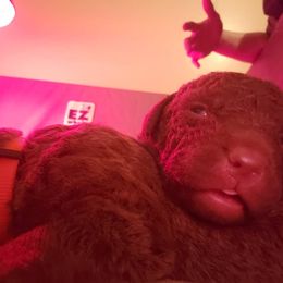 Chesapeake Bay Retriever Puppies from North Flow Chesapeakes