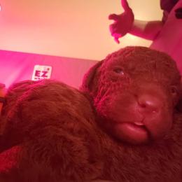 Chesapeake Bay Retriever Puppies from North Flow Chesapeakes