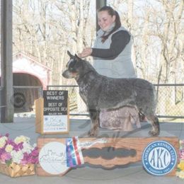 Casper - Australian Cattle Dog