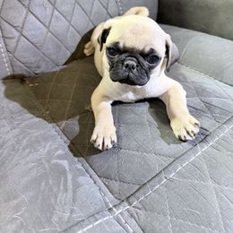 Wednesday - Fawn female Pug puppy in Moorefield, West Virginia from Wratchford Farms