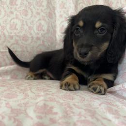 Black and tan female - Black and tan female Dachshund puppy in Galax, Virginia from Dells  Dachshund’s