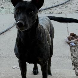 Belgian Malinois and xDutch Shepherd Puppies from Kaizen von Ruach Malinois