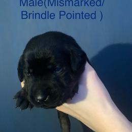 Labrador Retriever Puppies from Shadows Lovely Kennel