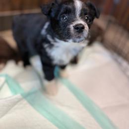 Macintosh - Black & white male Miniature Australian Shepherd puppy in Clarkesville, Georgia from North Georgia Gems