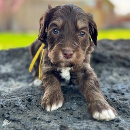 Cali (California) yellow - Phantom female Goldendoodle puppy in Twin Falls, Idaho from Magic Valley Family Doodles