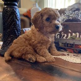 Cavapoo and Goldendoodle Puppies from Magnolia Prairie Doodles