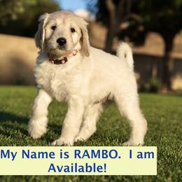 Goldendoodle Puppies from FURever Goldendoodles