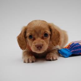 AKC Phillip - Red male Dachshund puppy in Billings, Missouri from Bundles of Joy