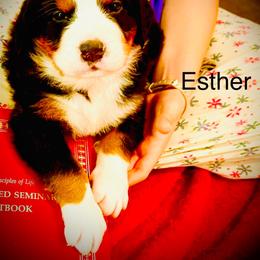 Abbey OFA - Black rust and white female Bernese Mountain Dog puppy in Strasburg, Ohio from Lois Allison