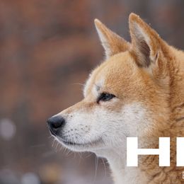 HIRO - Shiba Inu