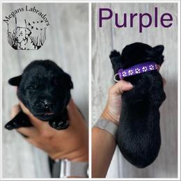 Purple - Black female Labrador Retriever puppy in Ste. Genevieve, Missouri from Megans Labradors