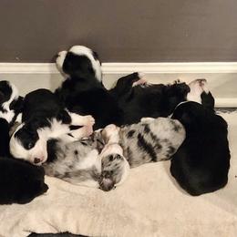 Miniature Australian Shepherd and Toy Australian Shepherd Puppies from Quarter Creek Stockdogs & Mini/Toy Australian Shepherds