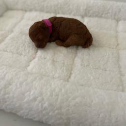 Princess - Red  female Poodle puppy in Bakersfield, California from Pups and Paws Toy Poodles