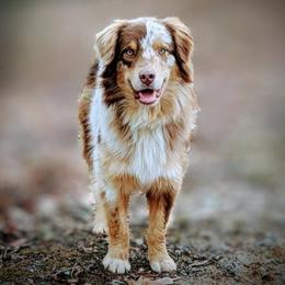 Coata - Australian Shepherd