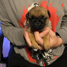 Pug Puppies from House of Briggs Pugs