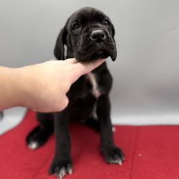 Holly - Black female Great Dane puppy in Grand Junction, Colorado from Top Brackett Danes