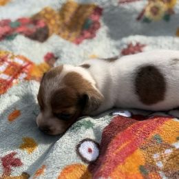 CKC SHADED RED DAPPLE PIEBALD SMOOTH COAT - Dapple female Dachshund puppy in Anderson, California from Golden Paws Dachshunds