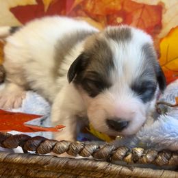 LOUIE Blue collar male - White and badger male Great Pyrenees puppy in Fair Grove, Missouri from Allen Wags & Woolies