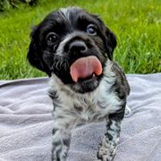 Boy 1 - Black and white male French Brittany puppy in Reedsburg, Wisconsin from Winterdream Kennel