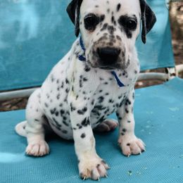 Blue (LUA) - White and black male Dalmatian puppy in Westhoff, Texas from Smart Dalmatians