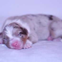 Trentino - Red merle male Australian Shepherd puppy in Easton, Missouri from MMA Kennel