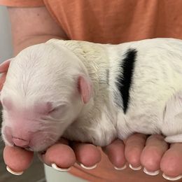Sheepadoodle Puppies from Narrow Path Puppies