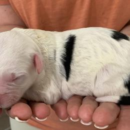 Sheepadoodle Puppies from Narrow Path Puppies