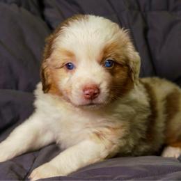 Bob (Sir Robert) - Red merle male Miniature American Shepherd puppy in Allentown, Pennsylvania from Great Companions MAS -Pennsylvania