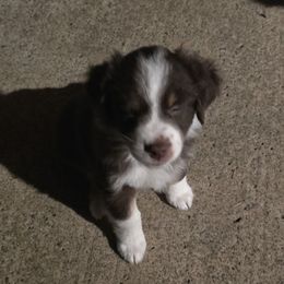 Gnat - Red tri-color female Miniature American Shepherd puppy in Vancouver, Washington from BonDrew's Miniature American Shepherds