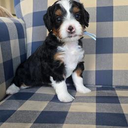Victor - Tri-color male Bernedoodle puppy in Galt, Missouri from Only Doodles!