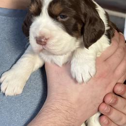 English Springer Spaniel Puppies from Klark English Springer Spaniels