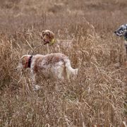 English Setter Puppies from Rivendell English Setters