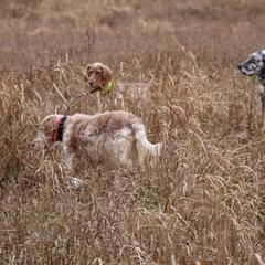 English Setter Puppies from Rivendell English Setters