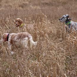 English Setter Puppies from Rivendell English Setters