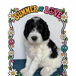 Groovin' - Parti male Goldendoodle puppy in Frostproof, Florida from Lover Dover Doodles