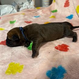 Navy Collar N - Fawn male Cane Corso puppy in Paris, Texas from Knucklehead Cane Corso