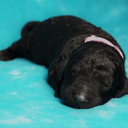 Goldendoodle Puppies from Warren Doodles