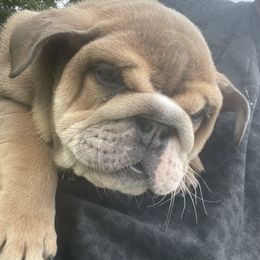 Bulldog Puppies from Kristina's Bulldogs