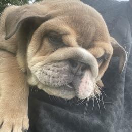 Bulldog Puppies from Kristina's Bulldogs
