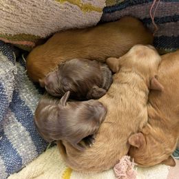 Australian Labradoodle Puppies from Paws Beyond The Pines