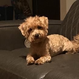 Maltipoo All Grown Up from Tiffany Akins