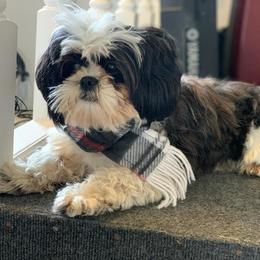 Shih Tzu and West Highland White Terrier Puppies from Westies of Morrison